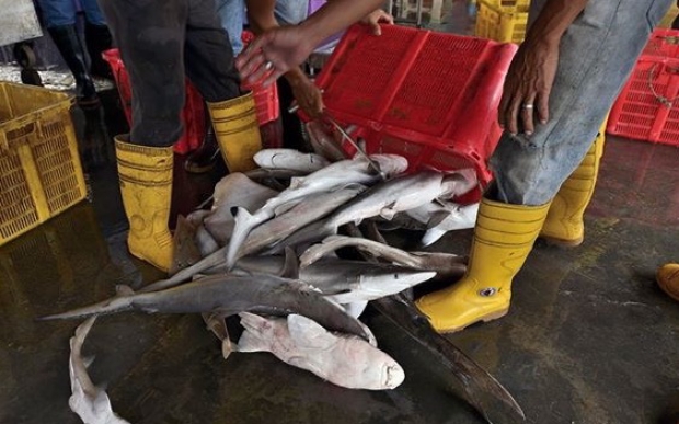 Sharklife We need to stop supporting the shark fin industry.
